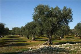 L’oro delle colline di Brindisi