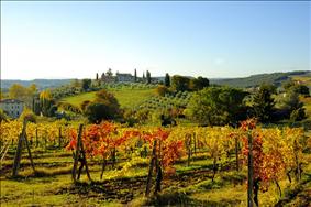 Harvest time among the Scents of Chianti and Tuscan White