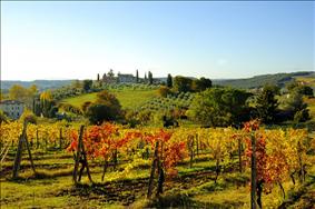 Harvest time among the Scents of Chianti and Tuscan White