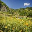 Agriturismo Al Sambuco in Garfagnana