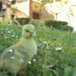 Il soggiorno all'Albanaia è apprezzato da famiglie con bambini che hanno la possibilità di conoscere i nostri piccoli animali e giocare con loro.