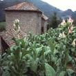 Agriturismo Le Caselle