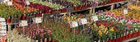 Guida all'avviamento di un centro floricolo