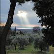 Vista Mare e i nostri olivi