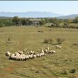 il bio-agriturismo Parco Rurale Alture di Polazzo