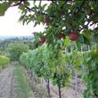 la vigna