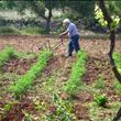 Masseria Uccio - Agriturismo (farmer)