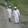 Al lavoro con le api!