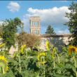 I girasoli
