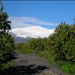 Vista dell'Etna dall'azienda - View of Etna from the farmhouse