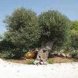 ulivi secolari degustazioni agriturismo  ad Ostuni
