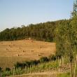 Il podere Albanaia è immerso nelle colline toscane