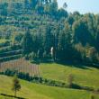 B&B Podere Albanaia