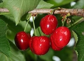 Agriturismo e frutti rossi tutti pazzi per le ciliegie!