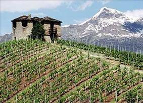 In Val d'Aosta un concorso Internazionale per i vini eroici!