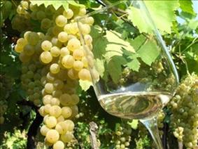 Festa dei Vini Vulcani a Roncà (Verona)