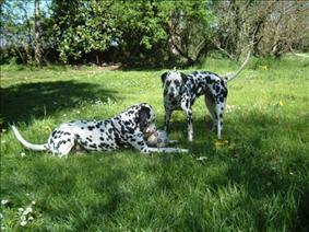 Dog Superstar, appuntamento a Gerre de’ Caprioli, Bosco ex Parmigiano, in provincia di Cremona