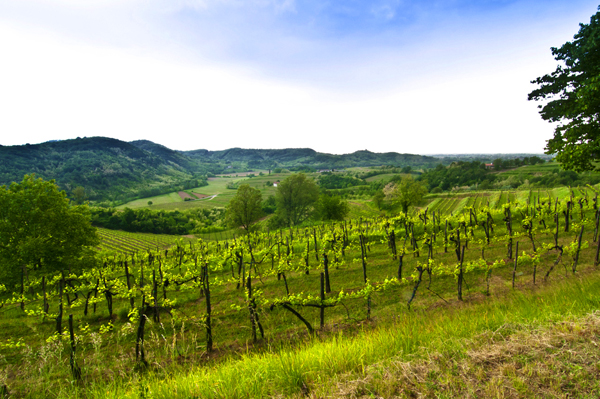 Vacanze in Friuli Venezia Giulia - Girovagando per agriturismo in Friuli Venezia Giulia. Soggiornando in agriturismo del Friuli Venezia Giulia.