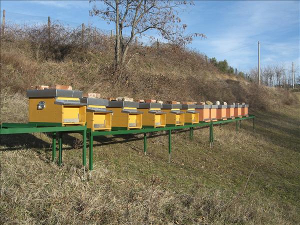 Il nostro apiario!: Agriturismo Bologna