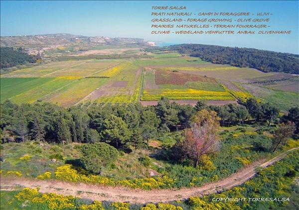 TORRE SALSA - campi coltivati: Agriturismo Agrigento