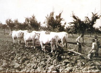 Il bue nel mondo agricolo toscano