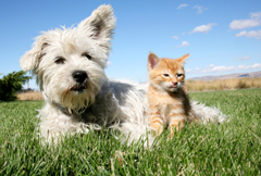 Vacanze in agriturismi con animali; soggiorni in agriturismo in Italia con cane e gatto